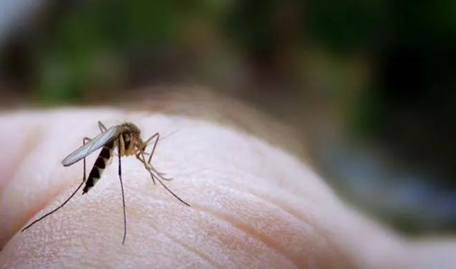 dengue- India TV Hindi