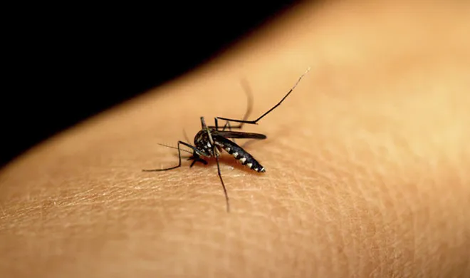 dengue- India TV Hindi