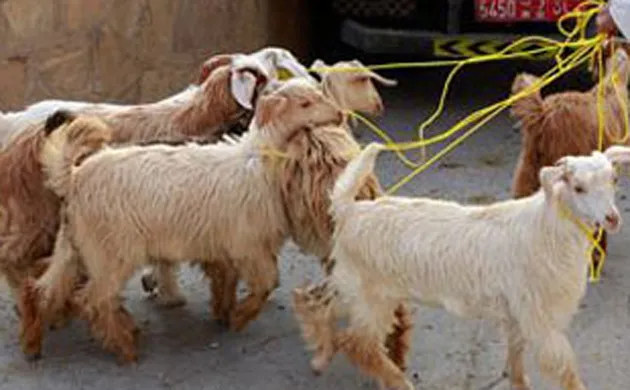 goat Sacrifices- India TV Hindi