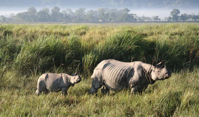 kaziranga- India TV Hindi