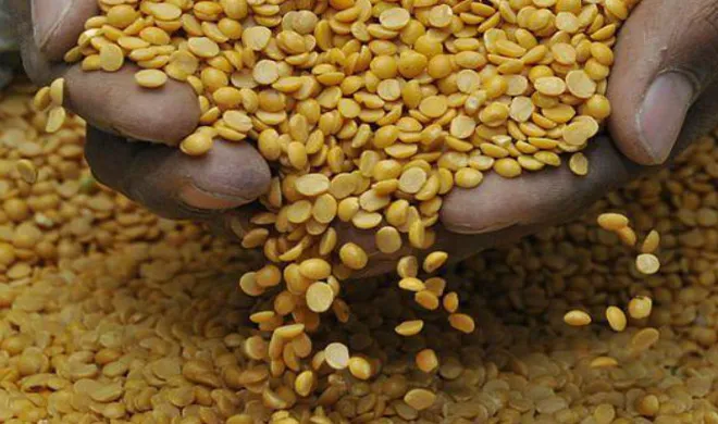 pulses- India TV Hindi