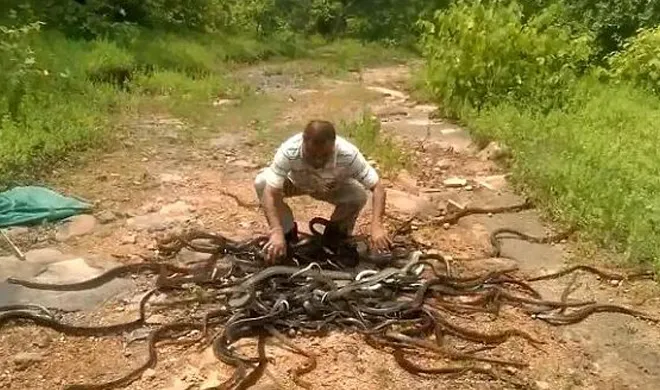 Bhopal Snake- India TV Hindi