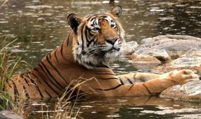 Representative Image | PTI- India TV Hindi