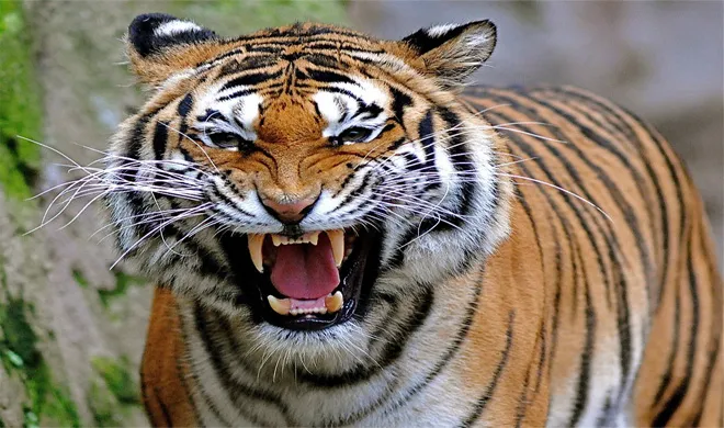 Tiger- India TV Hindi