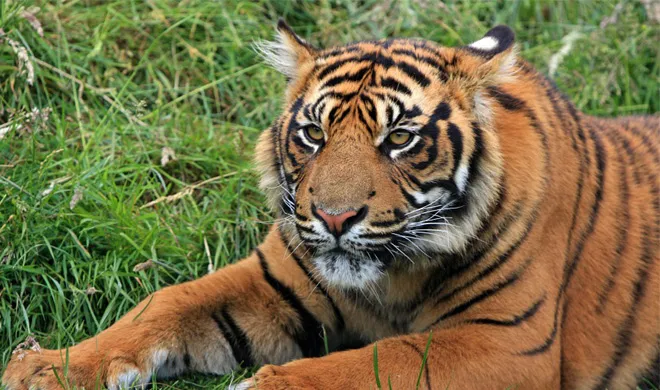 Tiger- India TV Hindi