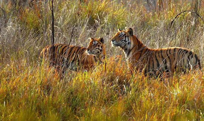 tigers- India TV Hindi