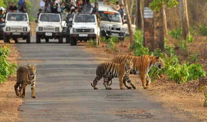 tiger reserve- India TV Hindi