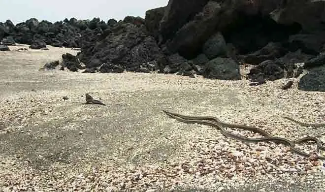 Iguana chased by snakes- India TV Hindi