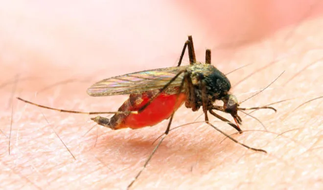 scientists discover drug to combat malaria- India TV Hindi