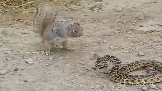 Squirrel, Snake, Battle- India TV Hindi