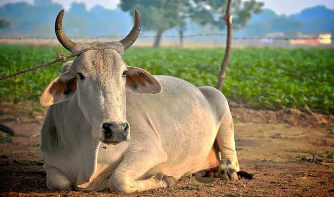 cow- India TV Hindi