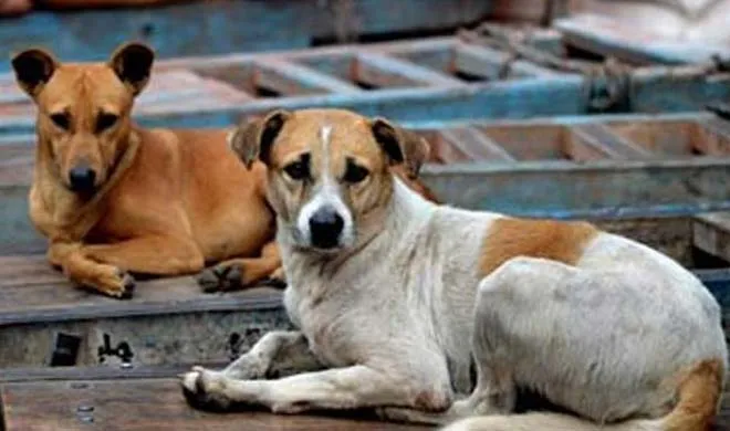 Stray Dogs- India TV Hindi