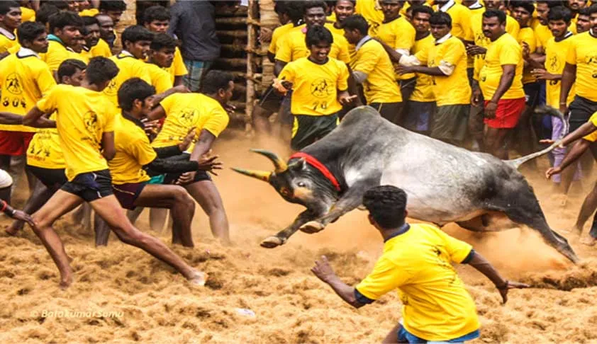 Jallikattu- India TV Hindi