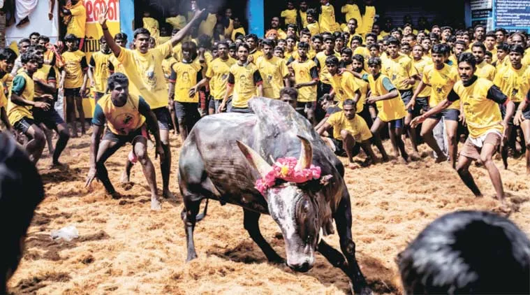 Jallikattu- India TV Hindi