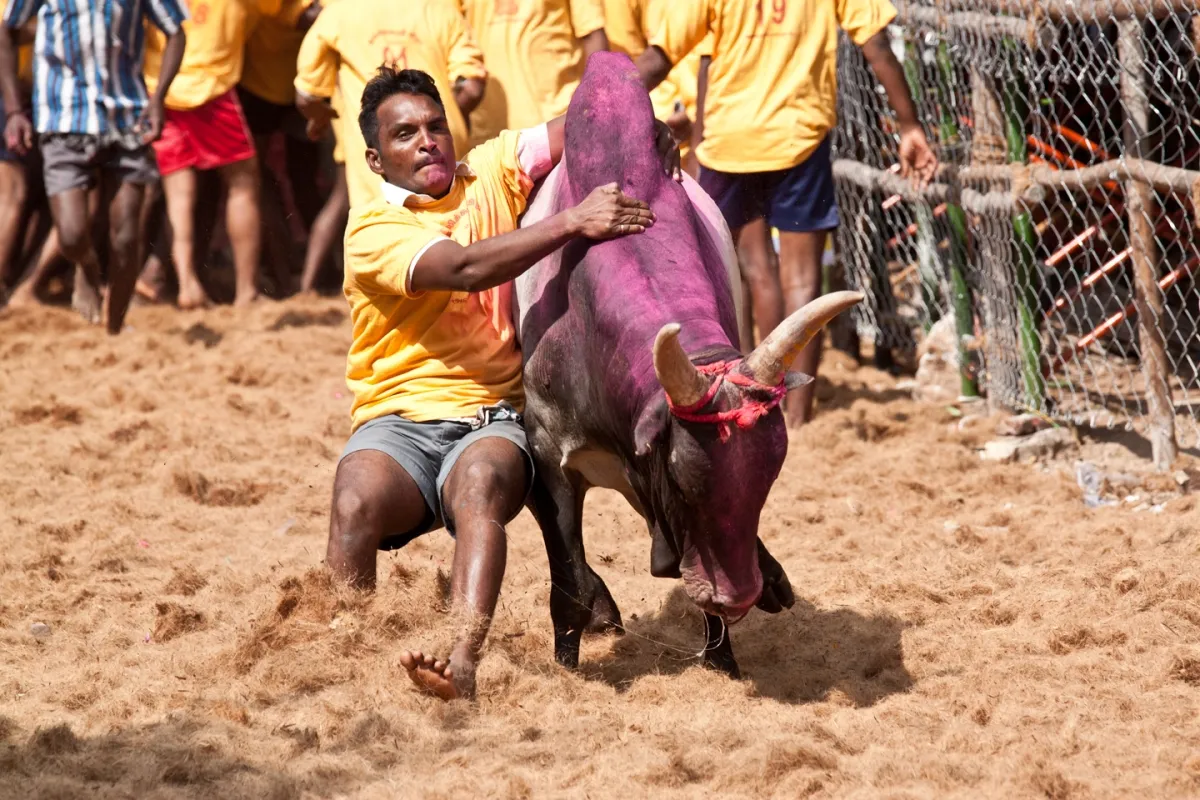 Jallikattu- India TV Hindi