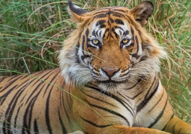 Tiger- India TV Hindi