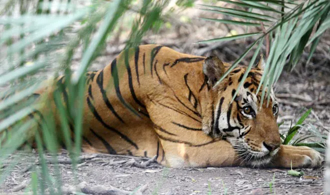 89 tigers have died in past five years- India TV Hindi