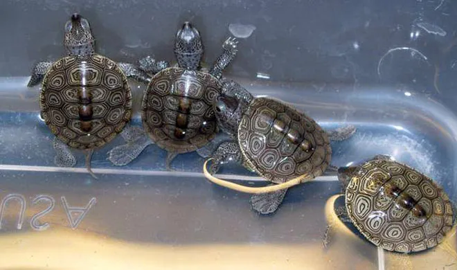 stf arrests smugglers with 6400 turtles- India TV Hindi