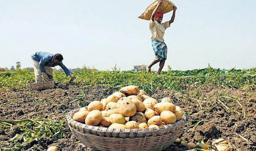 आलू किसानों की मदद के लिए आगे आई पंजाब सरकार, कम किया बाजार और ग्रामीण विकास शुल्‍क- India TV Paisa