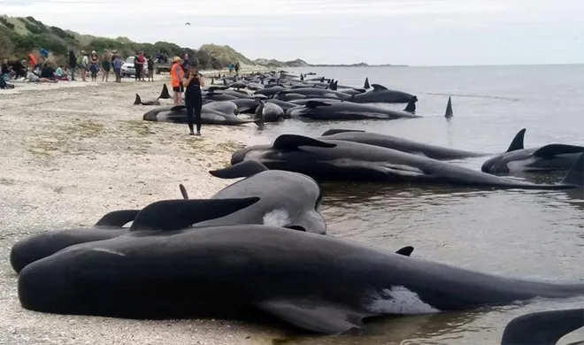 Whales New Zealand | AP photo- India TV Hindi
