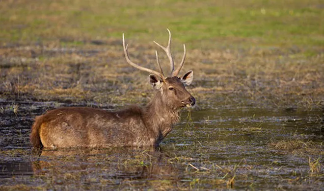 deer- India TV Hindi