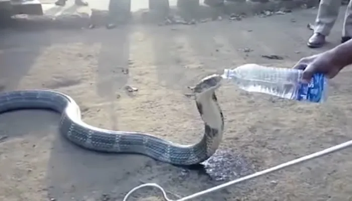 King Cobra- India TV Hindi