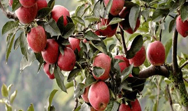Himachal Apple- India TV Hindi