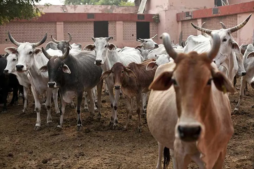 Cow Slaughter Ajmer- India TV Hindi