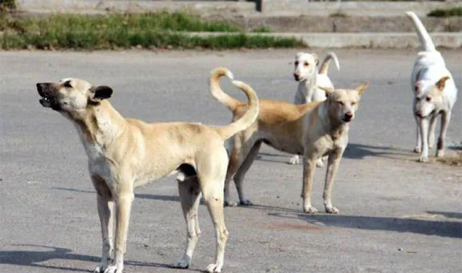 Representational Image | PTI Photo- India TV Hindi