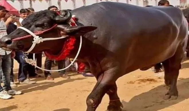 murrah buffalo- India TV Hindi