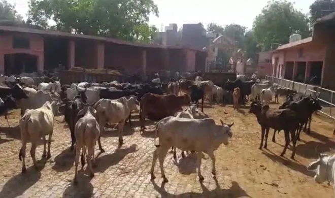 cow- India TV Hindi