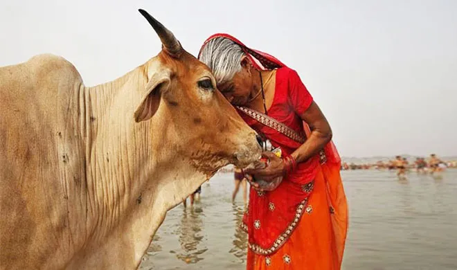 Cow- India TV Hindi