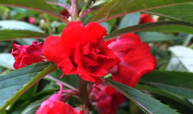 garden balsam- India TV Hindi