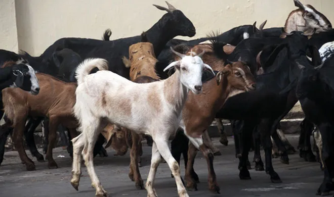 goats- India TV Hindi