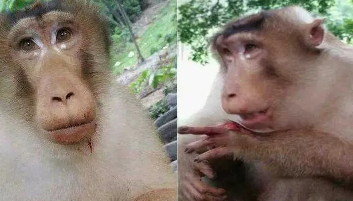 Monkey_Bomb- India TV Hindi