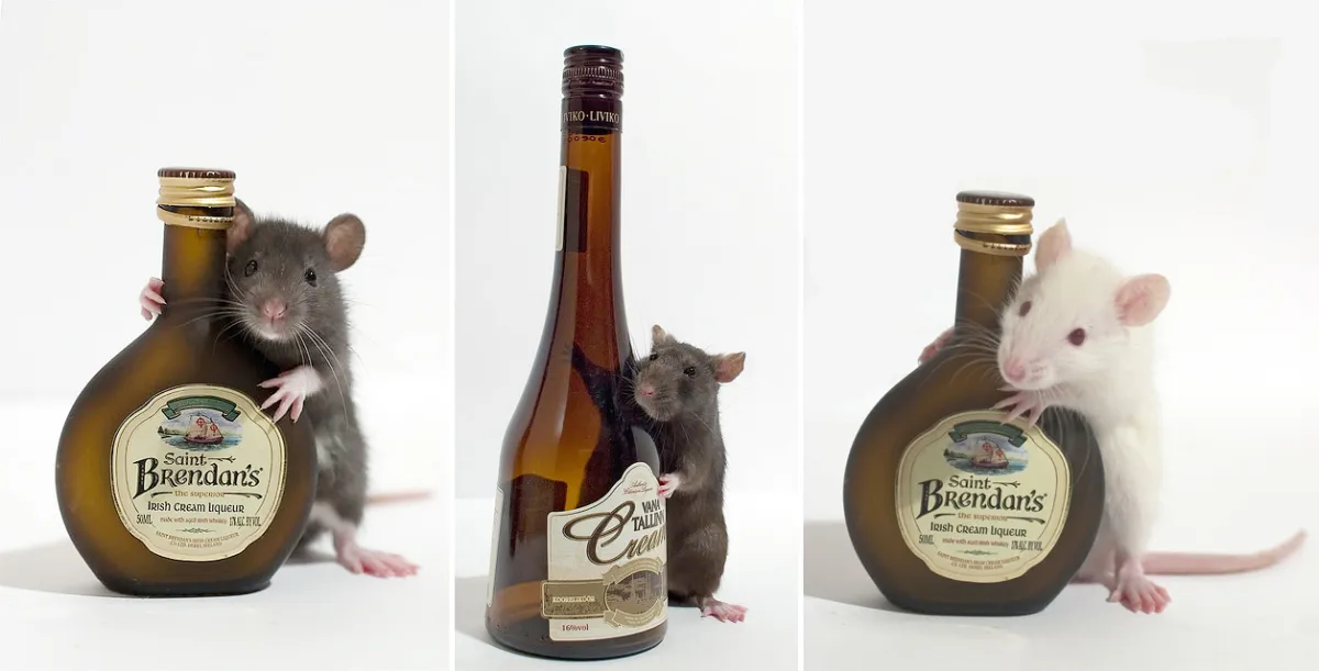 Rat Wine Bihar- India TV Hindi