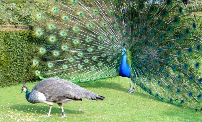 Peacock- India TV Hindi
