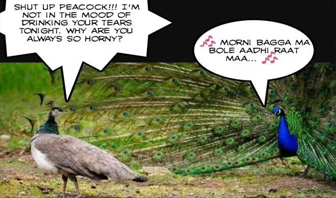 Peacock-Sex- India TV Hindi