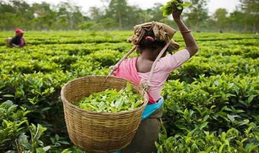 2016-17 में भारत ने चाय उत्‍पादन में बनाया एक नया रिकॉर्ड, 125 करोड़ किलो हुआ प्रोडक्‍शन- India TV Paisa