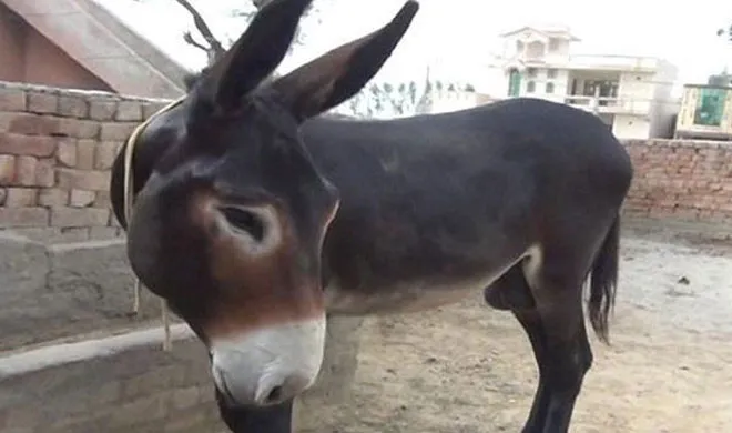 most expensive donkey- India TV Hindi