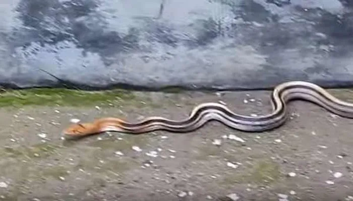 Snake- India TV Hindi