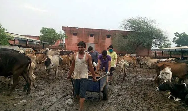 Over 173 cows in Chhattisgarh cowshed died 9 suspended- India TV Hindi