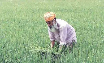 चावल उत्पादन 19 लाख टन घटने की आशंका, दाल उत्पादन भी 7 लाख टन कम? कल आएगा खरीफ अनुमान- India TV Paisa