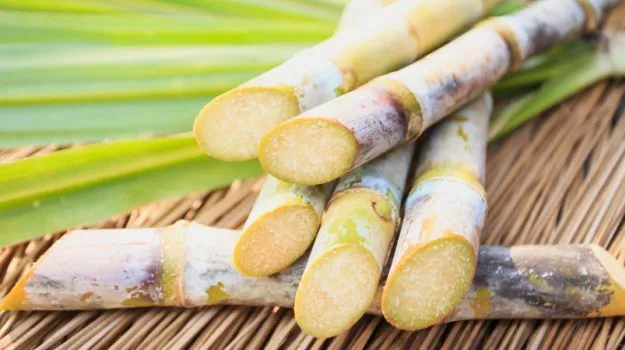 sugarcane- India TV Hindi
