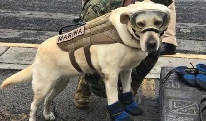 the dog that saving people in earthquake hit Mexico- India TV Hindi