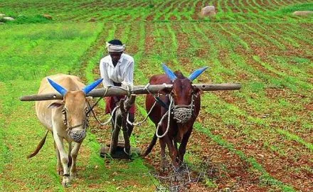 गेहूं, चना, सरसों की अबतक कितनी हुई खेती, जानिए रबी फसलों की बुआई का हाल- India TV Paisa