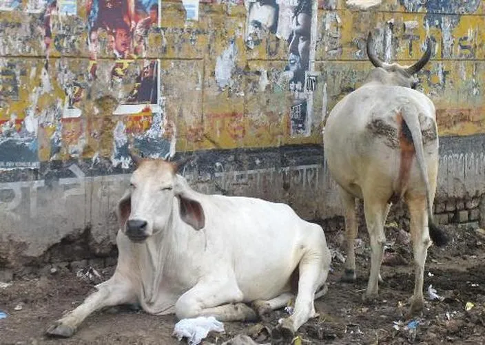 Gujarat-Man-arrested-for-unnatural-sex-with-three-cows-in-Vadodara- India TV Hindi