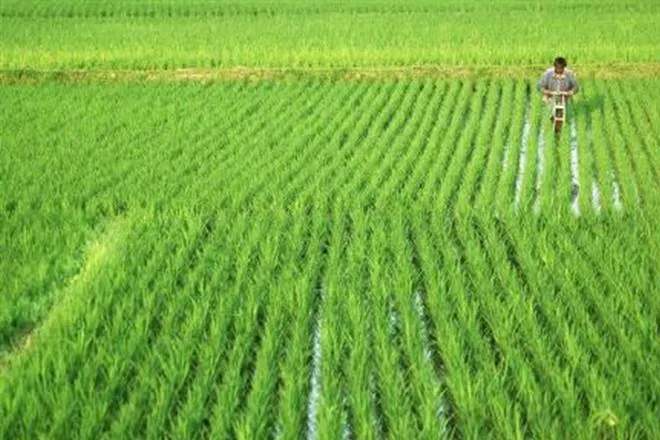 per drop more crop scheme- India TV Paisa