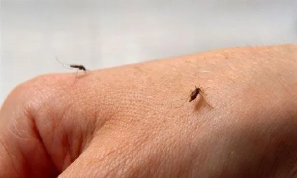 Mosquito- India TV Hindi