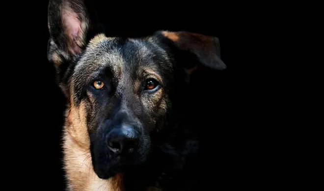 New Hampshire suspect sinks teeth into police canine- India TV Hindi